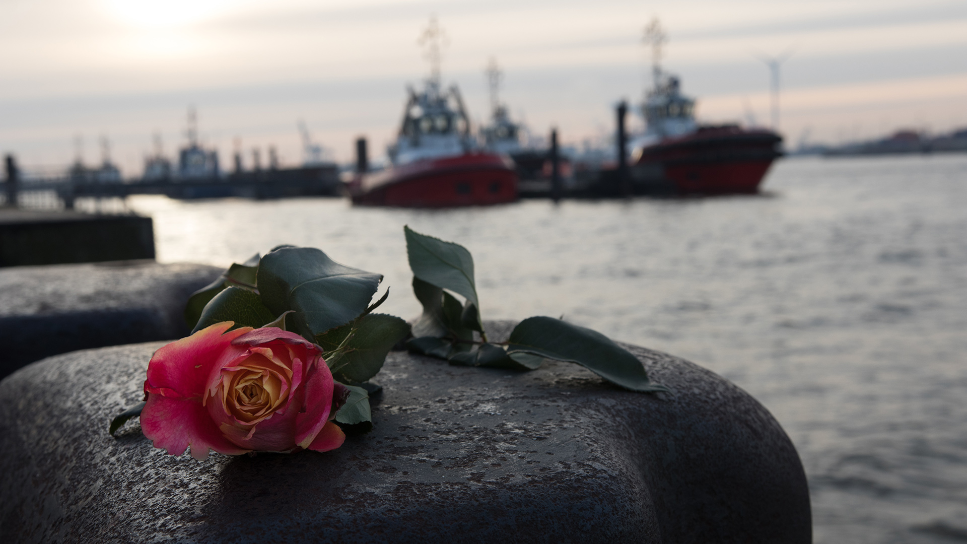 Nahaufnahme einer Rose auf einem Stein am Hamburger Hafen