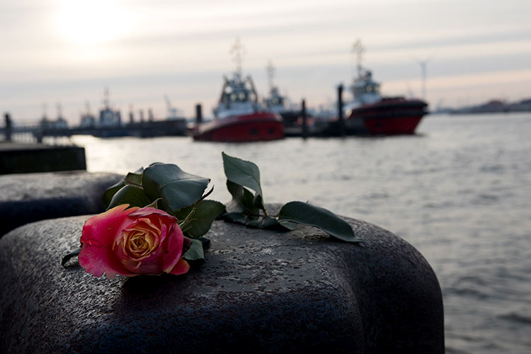 Eine Rose auf einem Stein. Im Hintergrund der Hamburger Hafen